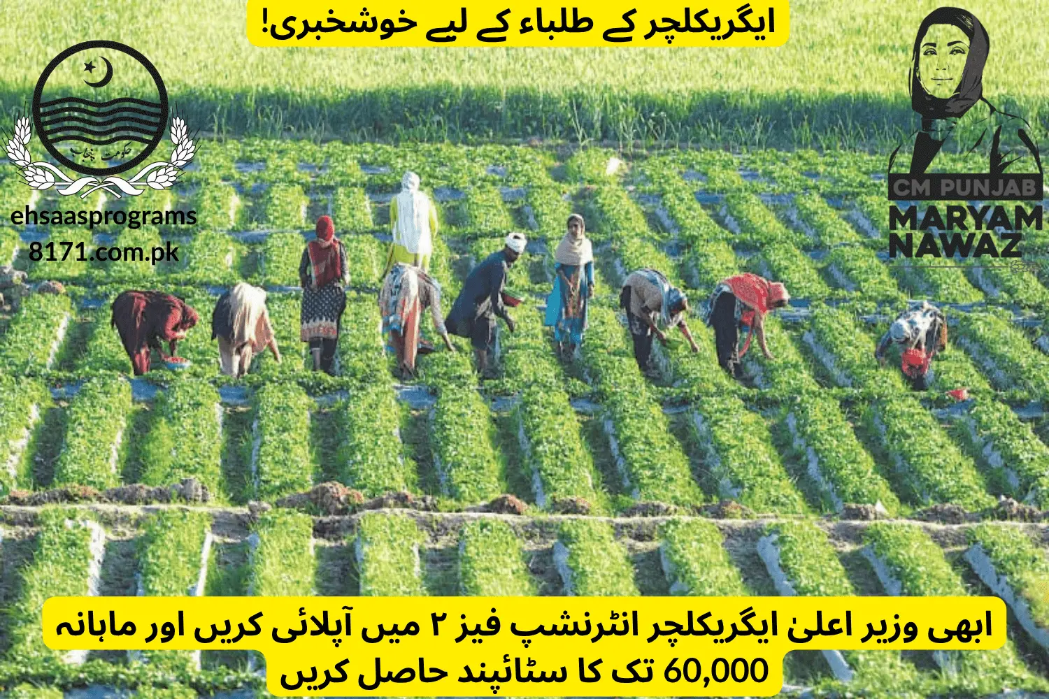 cm punjab agriculture internship phase 2